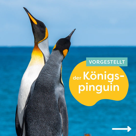 Vornehm im Frack: der Königspinguin