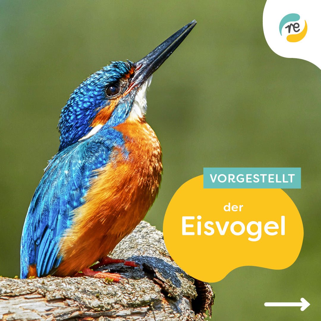 Clear the stage for the Kingfisher!
