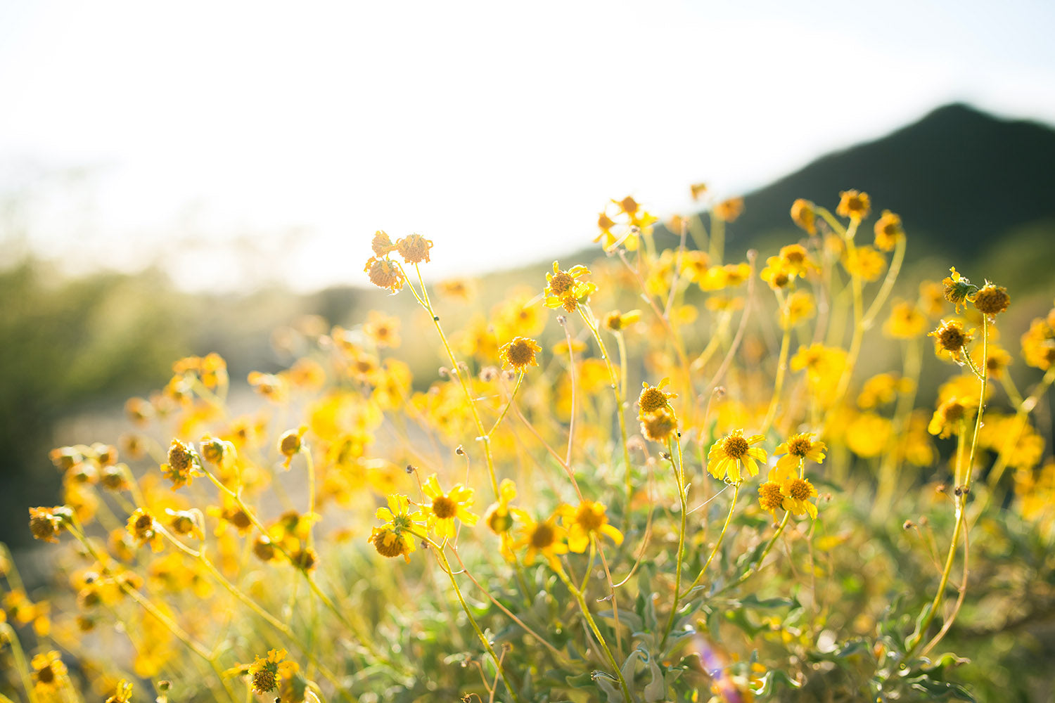 Lichtdurchflutete Wildblumenwiese mit gelben Blüten, Moodfoto